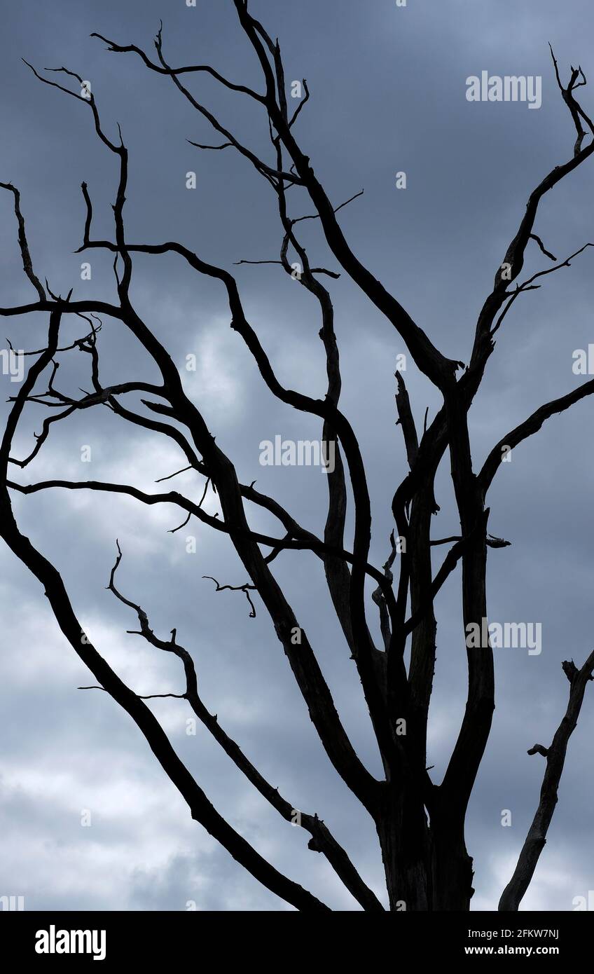 Alte, verwitterte Baumsilhouette auf dunkelgrauen Regenwolken, norfolk, england Stockfoto