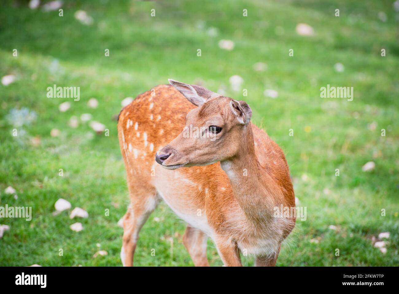 Ein Damhirsch auf der Wiese Stockfoto