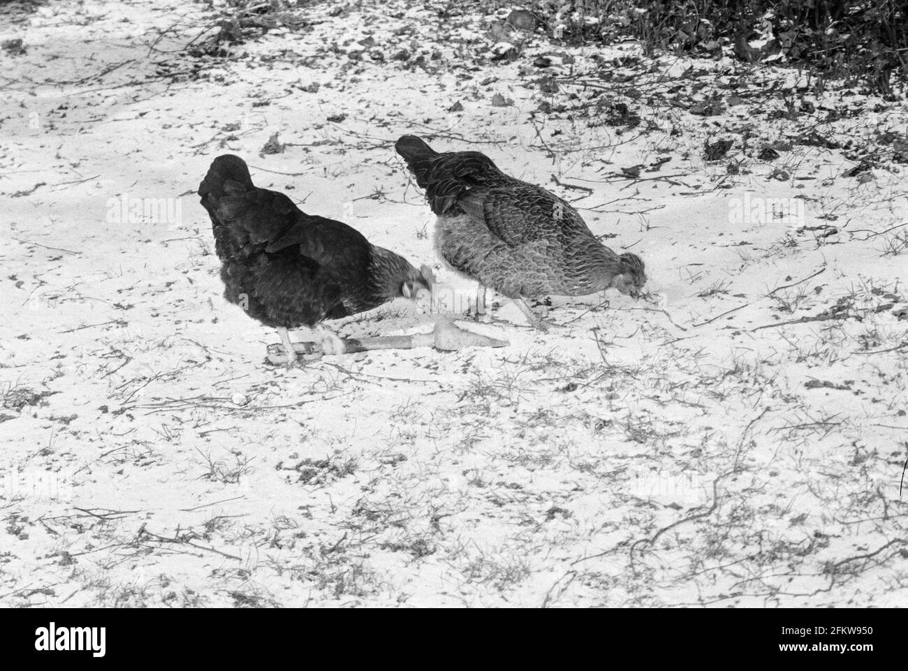 Hühner im Schnee, Medstead, Hampshire, England, Vereinigtes Königreich. Stockfoto