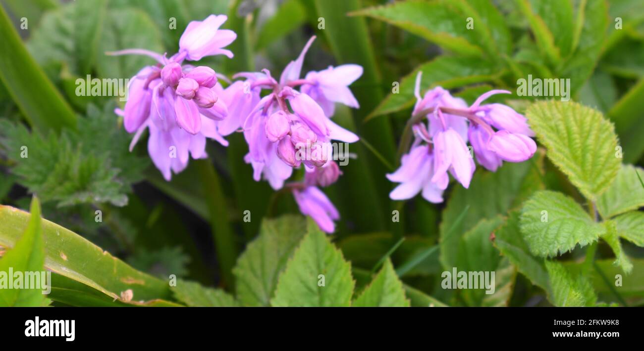 Spray von wilden, rosa Bluebells gegen verschiedene Formen von grünen Blättern.. Stockfoto
