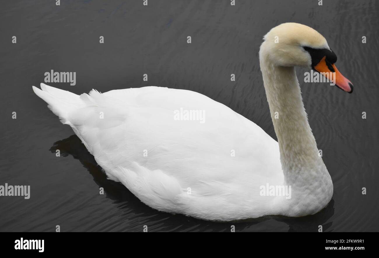 Schöner stummer Schwan, der mühelos über das Wasser gleitet, Stockfoto