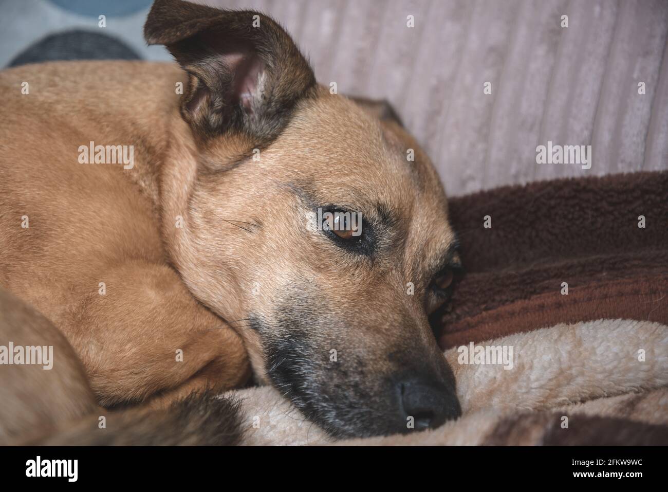 Kleiner Ingwer Hund fehlt Besitzer Stockfoto