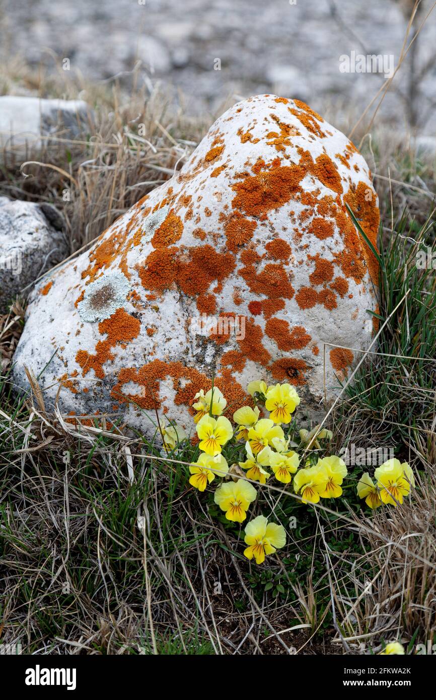 Gehörnte Stiefmütterchen und Flechten aus Stein Stockfoto