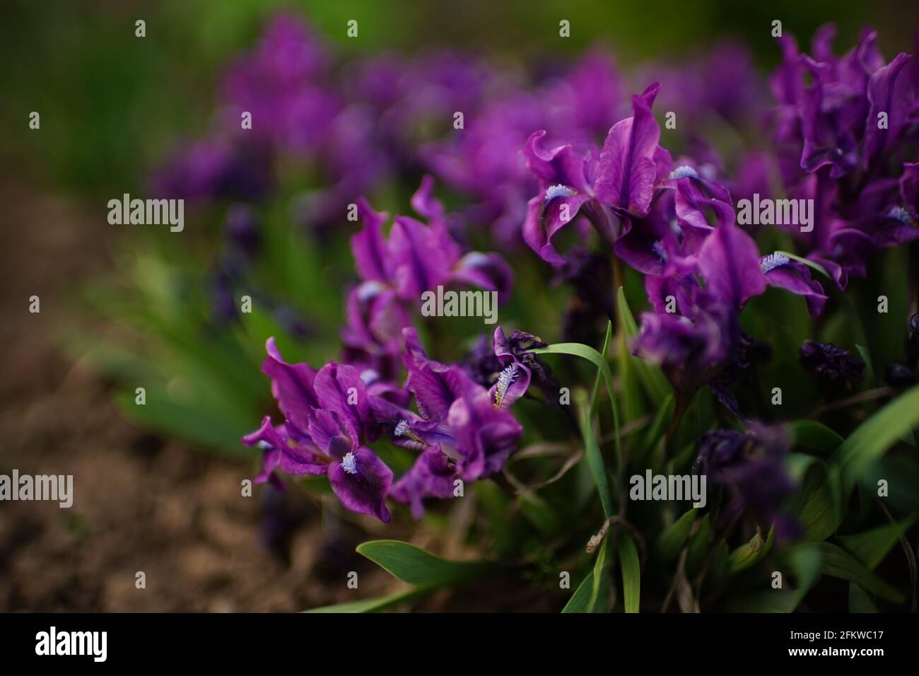 Dunkelviolette Irisblüten mit grünen Blättern wächst im Frühjahr Garten Stockfoto