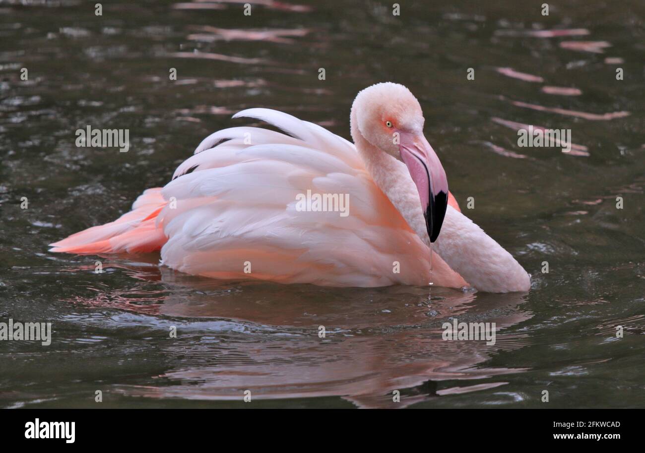 Rosaflamingo (Phoenicopterus Roseus) Stockfoto