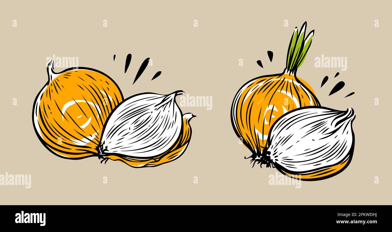 Zwiebel ganz und in Scheiben geschnitten. Gemüse-Symbol, Lebensmittel-Konzept Vektor-Illustration Stock Vektor