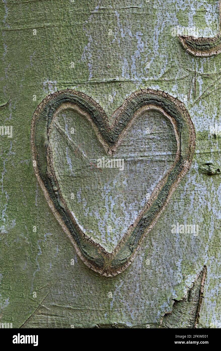 Ein Herz, das in die Rinde eines Buchenbaums gehauen wurde Stockfoto