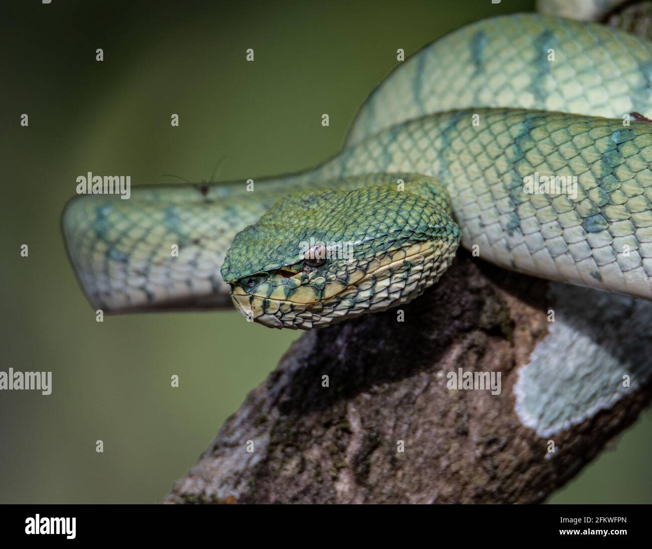 Eine sehr giftige und endemische Schlange Sabah Pit Viper Bornean Kieled Pit Vipe mit naturgrünem Hintergrund Stockfoto