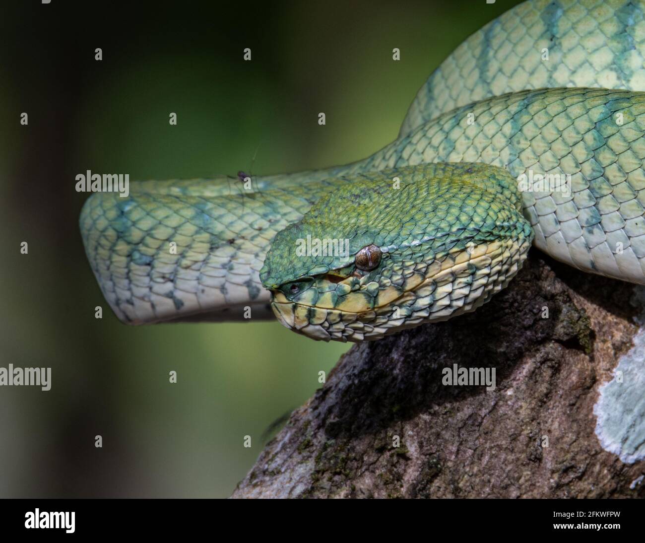 Eine sehr giftige und endemische Schlange Sabah Pit Viper Bornean Kieled Pit Vipe mit naturgrünem Hintergrund Stockfoto
