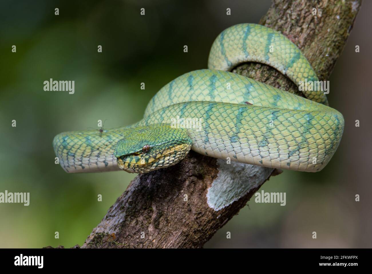 Eine sehr giftige und endemische Schlange Sabah Pit Viper Bornean Kieled Pit Vipe mit naturgrünem Hintergrund Stockfoto