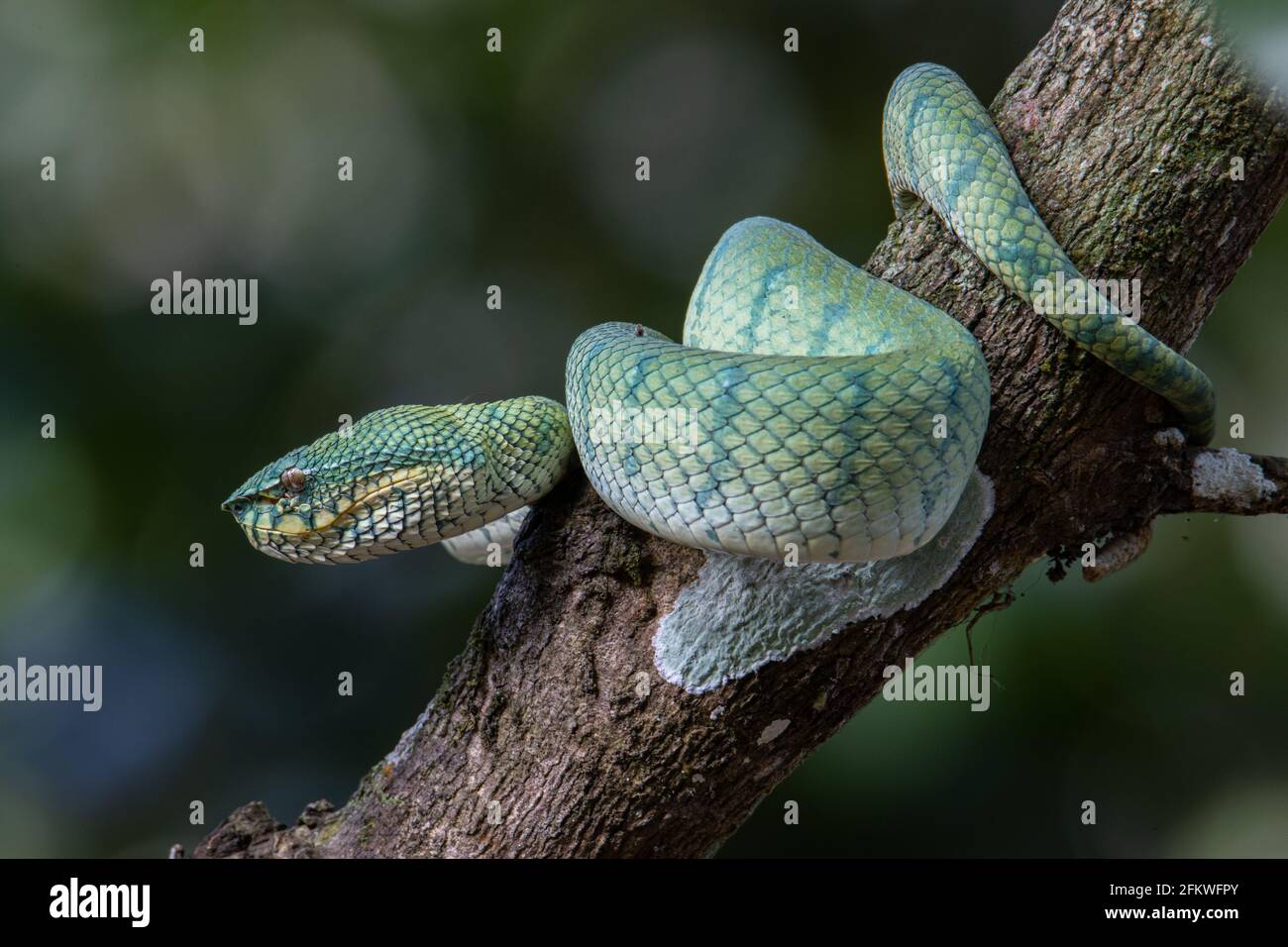 Eine sehr giftige und endemische Schlange Sabah Pit Viper Bornean Kieled Pit Vipe mit naturgrünem Hintergrund Stockfoto