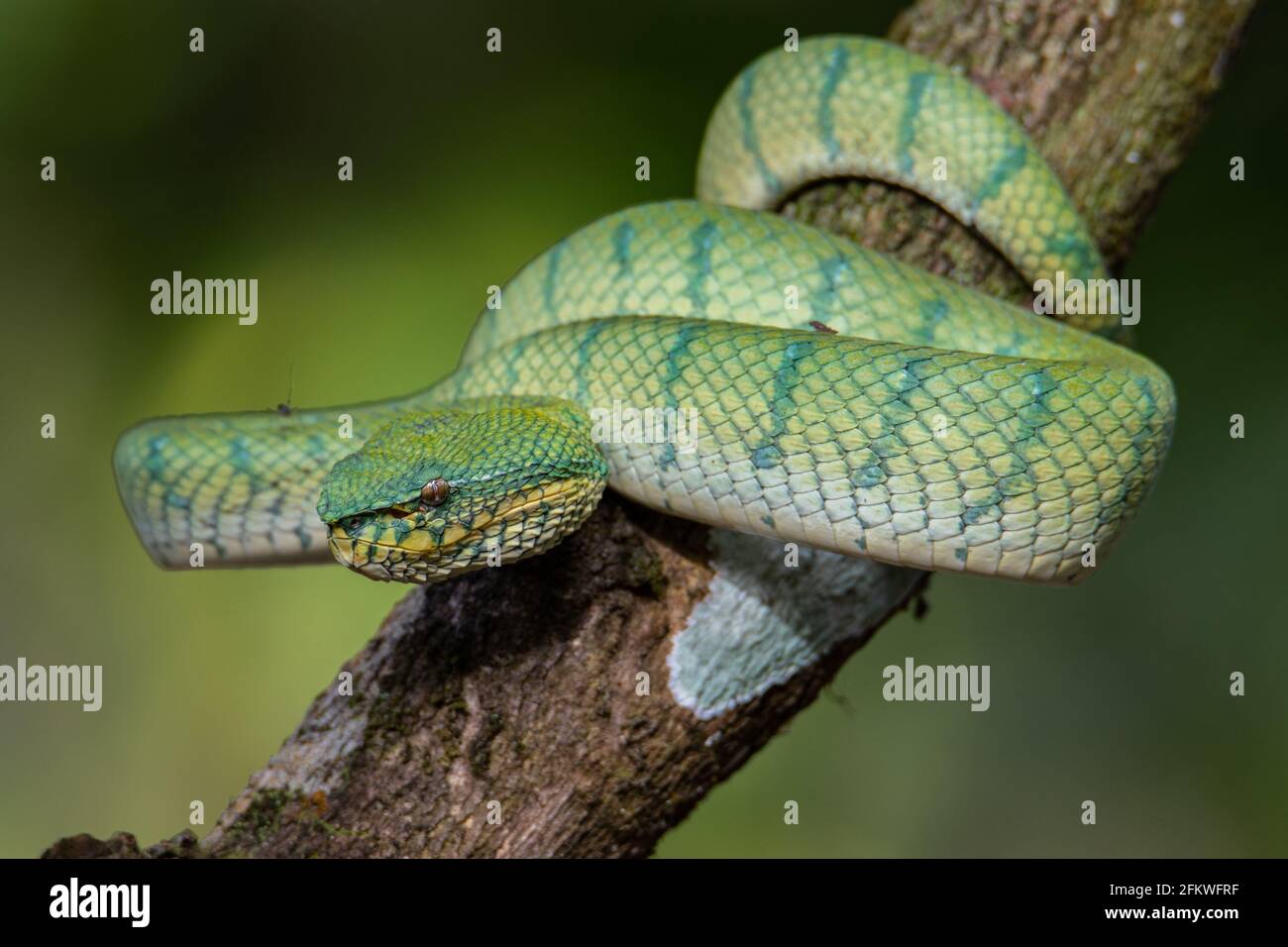 Eine sehr giftige und endemische Schlange Sabah Pit Viper Bornean Kieled Pit Vipe mit naturgrünem Hintergrund Stockfoto