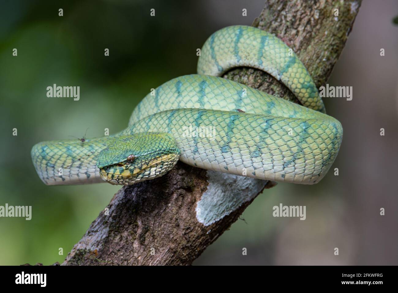 Eine sehr giftige und endemische Schlange Sabah Pit Viper Bornean Kieled Pit Vipe mit naturgrünem Hintergrund Stockfoto