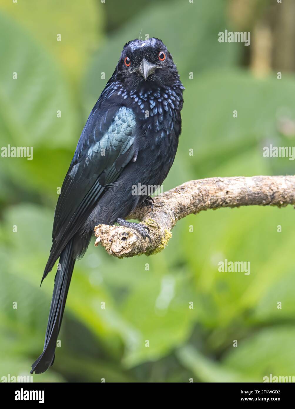 Naturaufnahme eines bronzenen Drongo-Vogels (Dicrurus aeneus) Auf Barsch Stockfoto