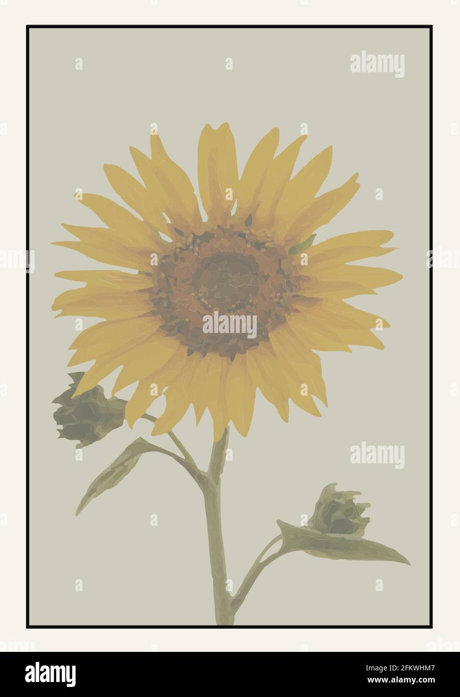 Sonnenblume Vektor Stockfotos Und Bilder Kaufen Alamy