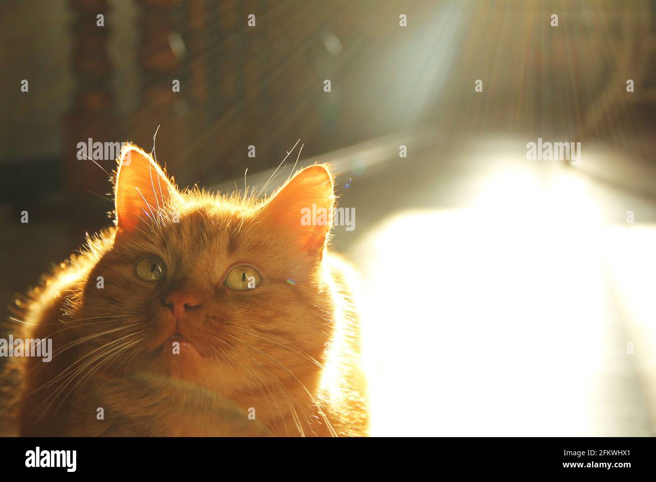 Schöne Ingwerkatze im Haus. Haustier. Die Lichter einer Sonne Stockfoto