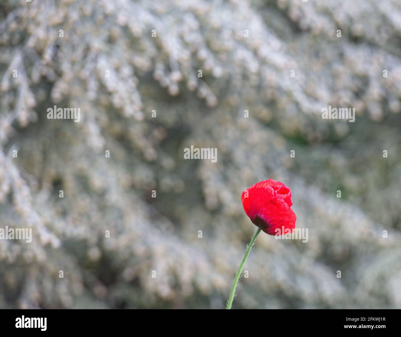 Roter Mohn isoliert in floralen verschwommen hellen Hintergrund. Ein Mohn isoliert Stockfoto