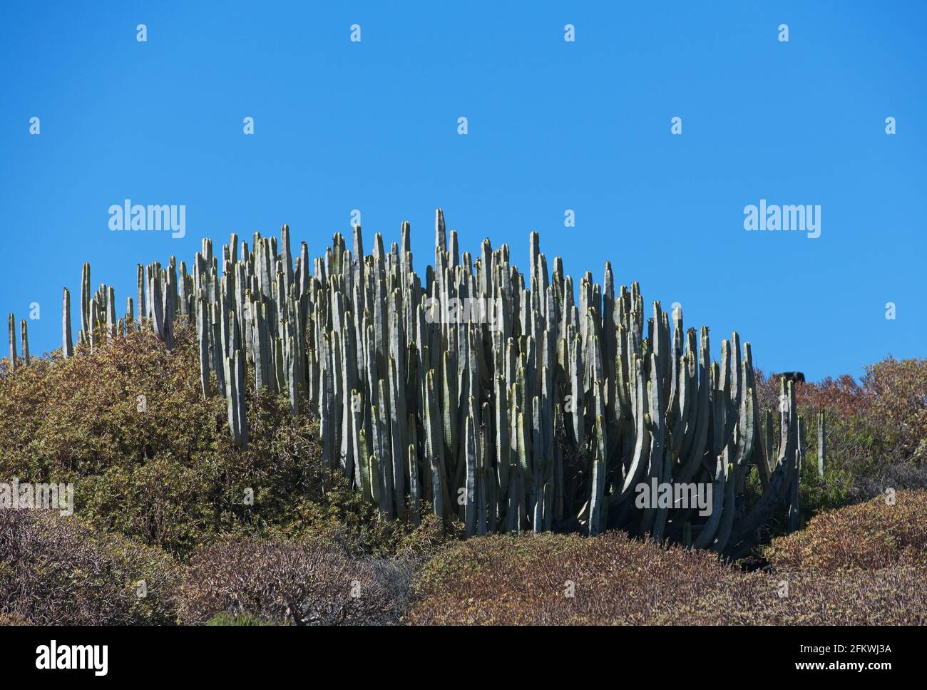 Kaktusbusch. Viel grüner frischer Kaktus mit Bergen und Hügeln Hintergrund. Wilder Kaktus. Stockfoto