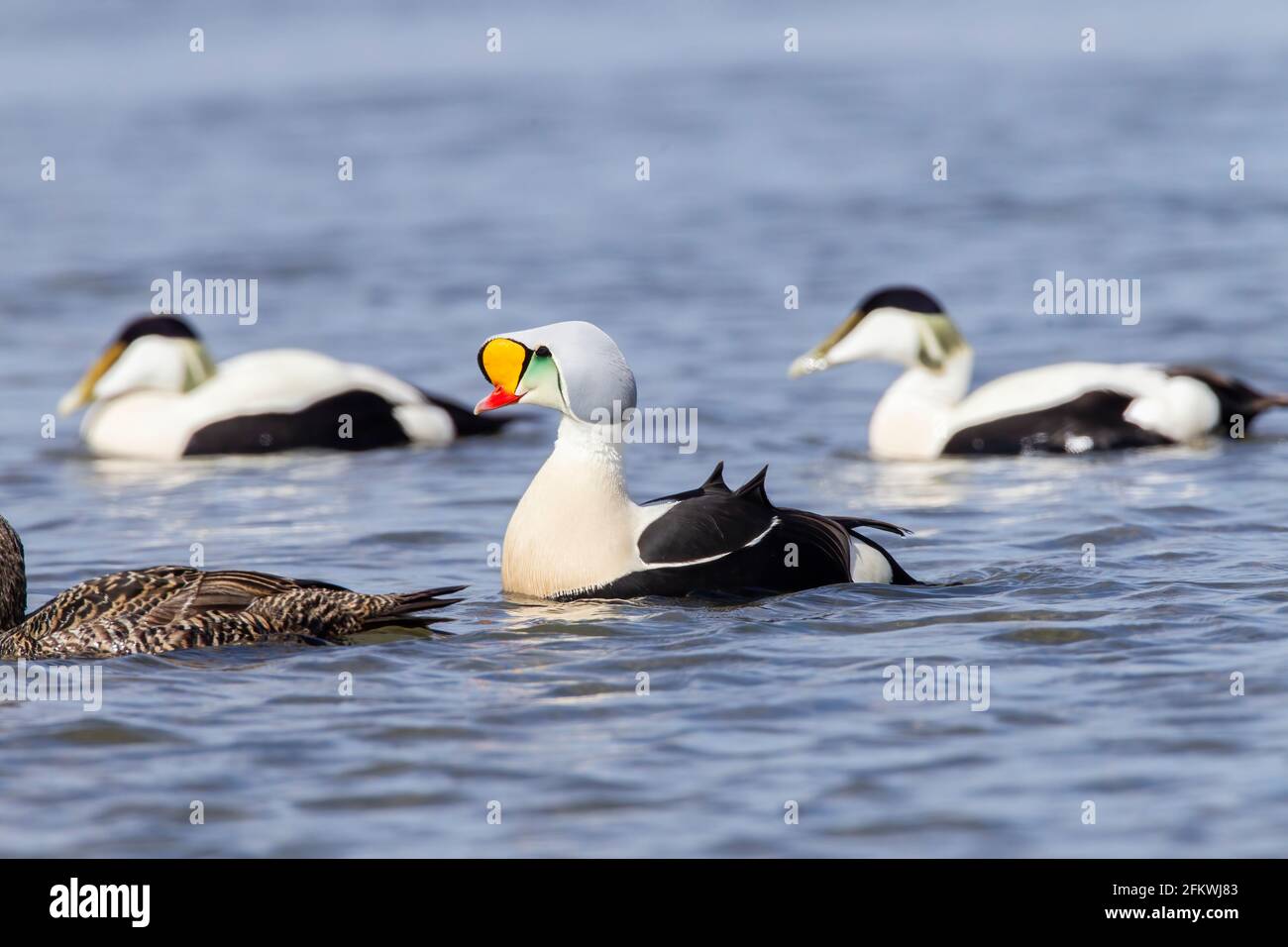 King eider, Somateria spectabilis, ein erwachsenes Männchen in Zuchtgefieder, das auf dem Meer schwimmt, Aberdeenshire, Großbritannien Stockfoto