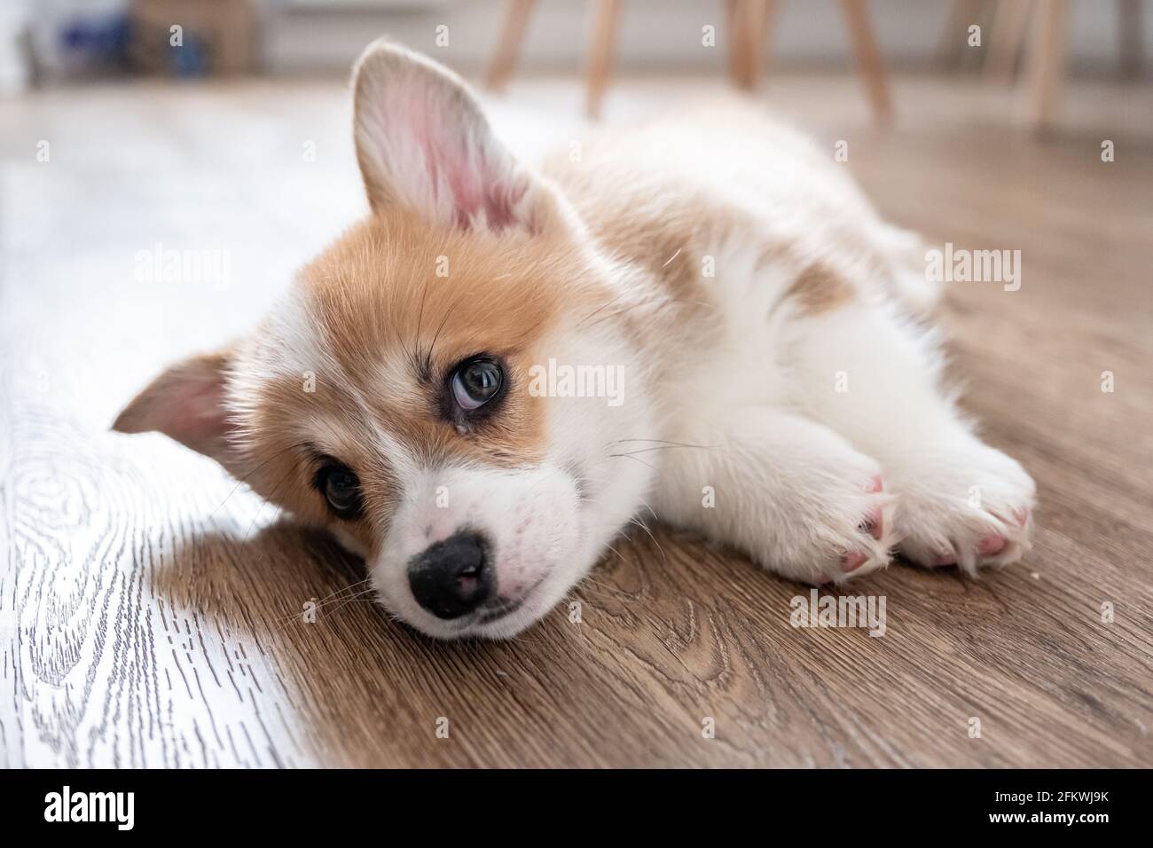 Corgi Puppy Sleep Stockfotos Und Bilder Kaufen Alamy
