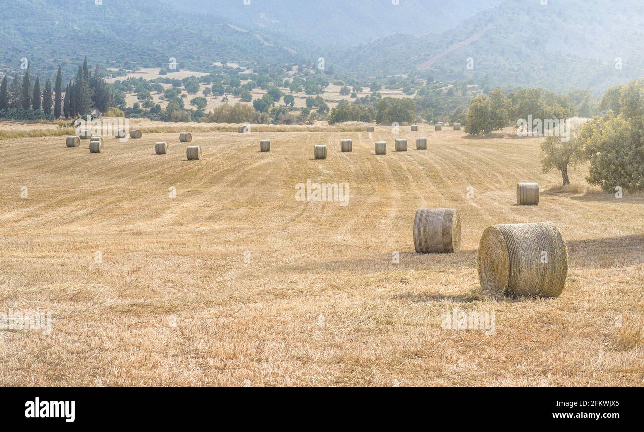 Heuballen in einem Feld von getrocknetem Gras in heißen Sommertag mit Bergen Hintergrund. Panorama der Landschaft Zyperns Stockfoto