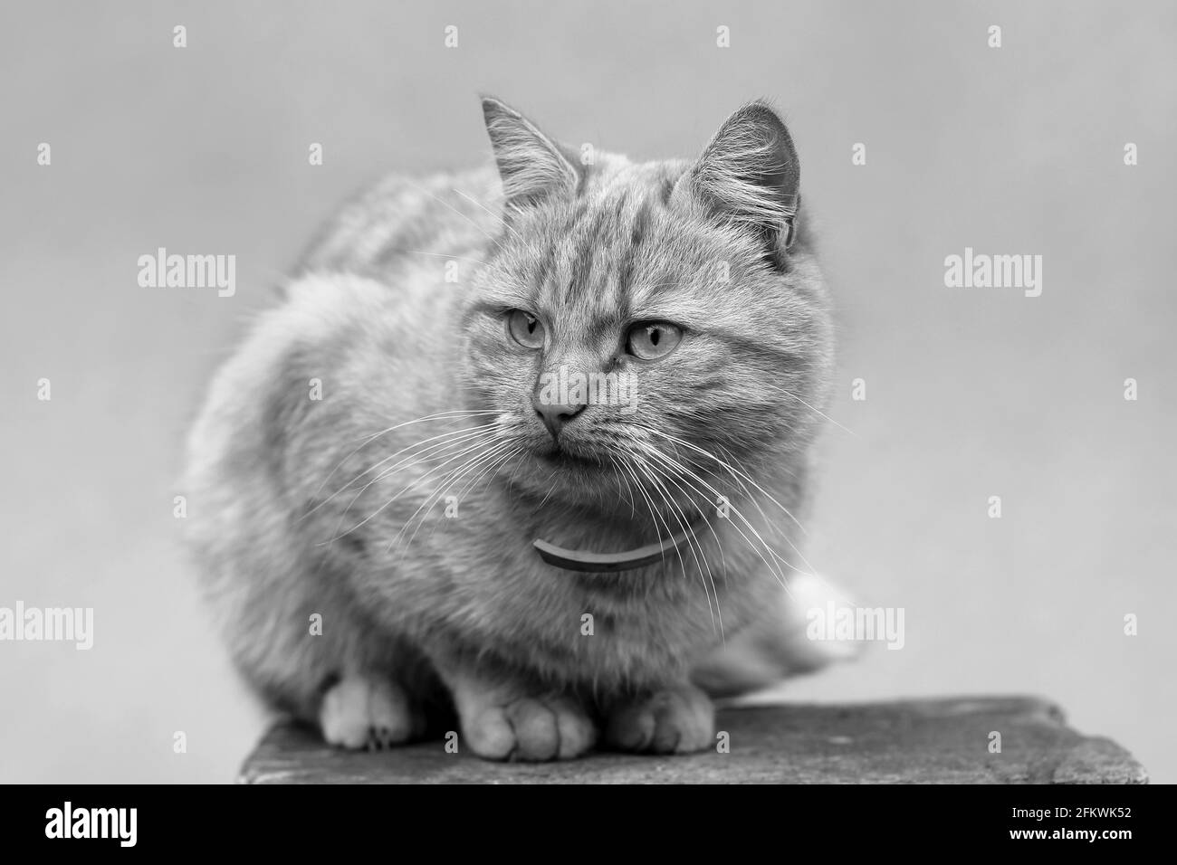Schöne Katze auf der Straße. Schwarzweiß-Foto Stockfoto