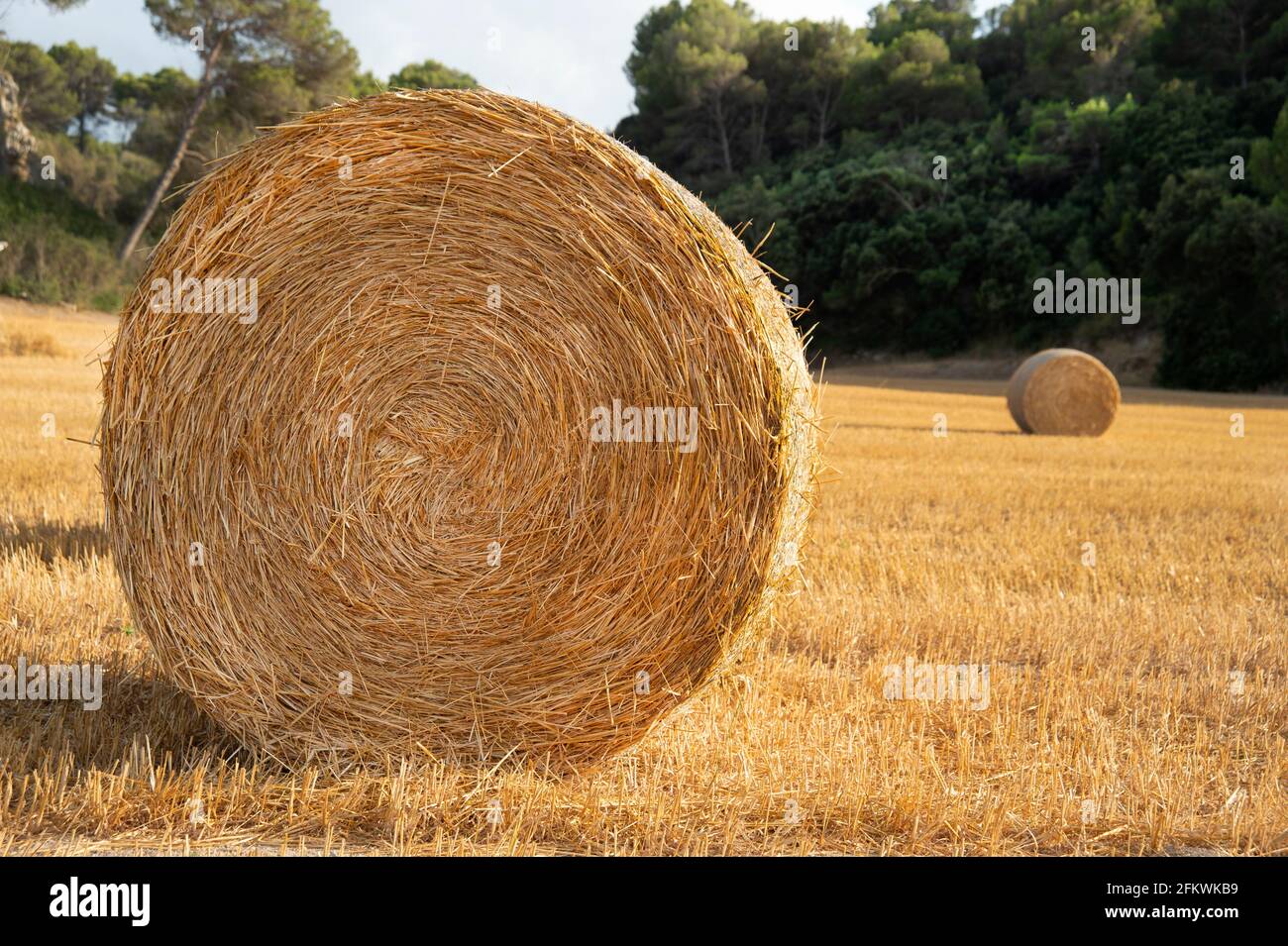 Zusammengerollte Heuballen in einem menorquinischen Feld Fertigfutter Für das Vieh in den trockensten Sommermonaten Stockfoto