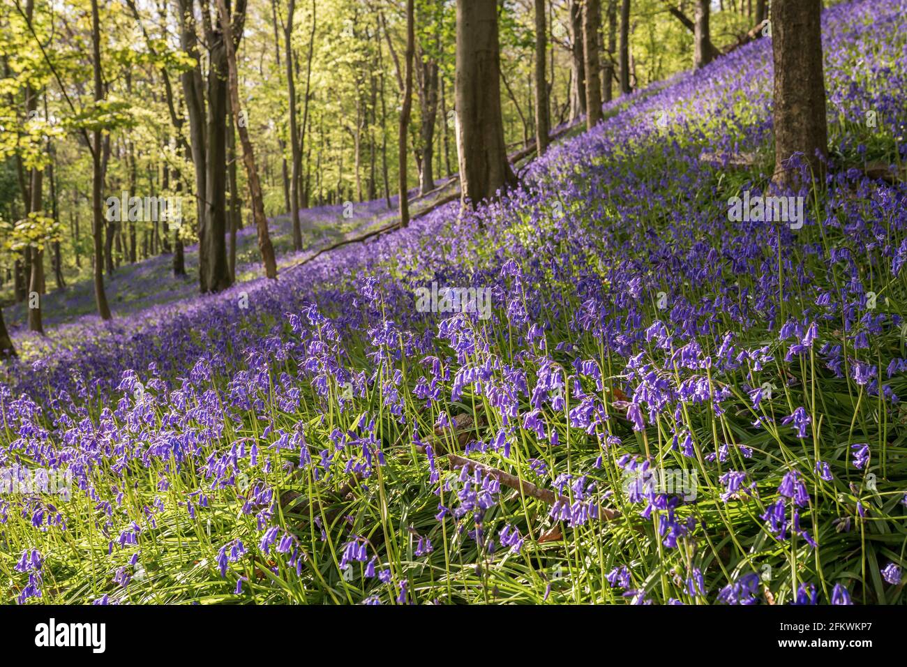 Bluebells in Graig Fawr Woods in der Nähe von Margam Country Park bei Sonnenuntergang, Port Talbot, South Wales, Großbritannien Stockfoto