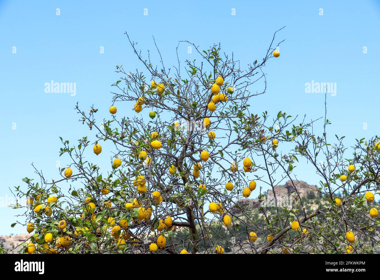 Zitronen wachsen auf einem Baum. Trauben von frischen, gelbreifen Zitronen auf Zitronenbaumbästen. Stockfoto