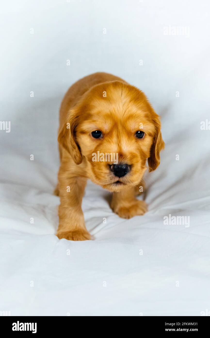 Nahaufnahme Cocker Spaniel Welpenhund stehen auf weißem Tuch. Stockfoto