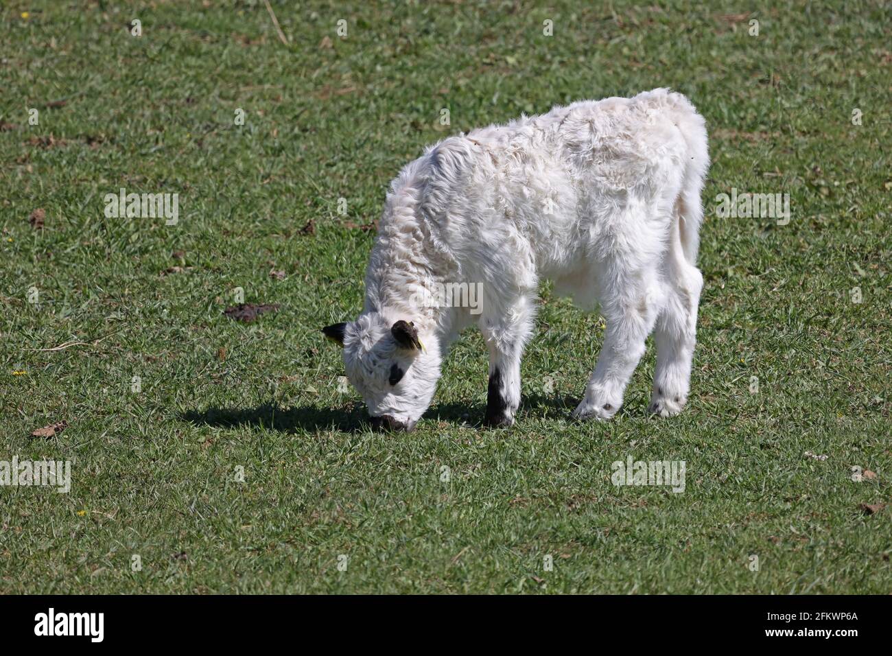 Weißes Kalb grast auf einer grünen Wiese Stockfoto
