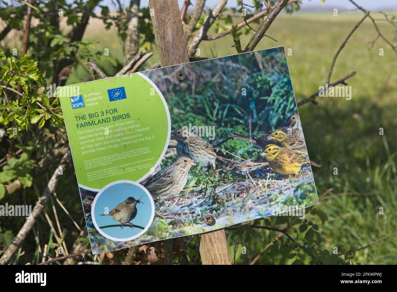 Ackerland für Feldvögel in der Nähe von Asthall, Oxfordshire. EU-Richtlinie über Vögel und Lebensräume Stockfoto