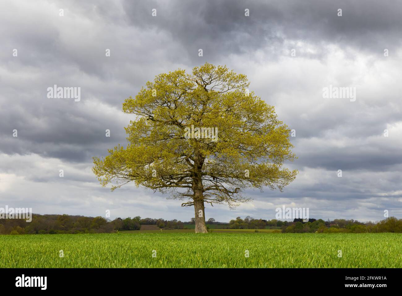 Einsame Eiche in einem jungen Weizenfeld schießt im Frühjahr gegen einen bewölkten Himmel. Hertfordshire. VEREINIGTES KÖNIGREICH Stockfoto