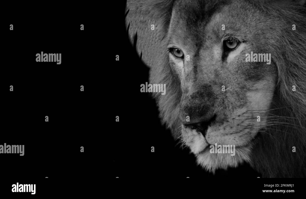 Erstaunlich Porträt König Löwe Auf Dem Schwarzen Hintergrund Stockfoto