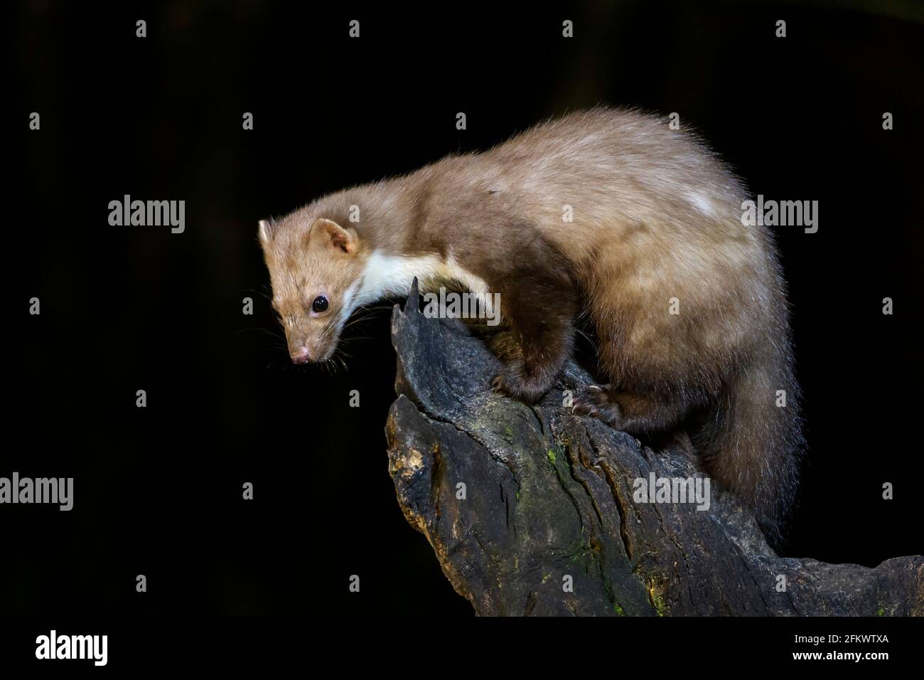 Buchenmarder oder Steinmarder (Martes foina) auf einem Holzzweig in der Nacht, Niederlande. Stockfoto