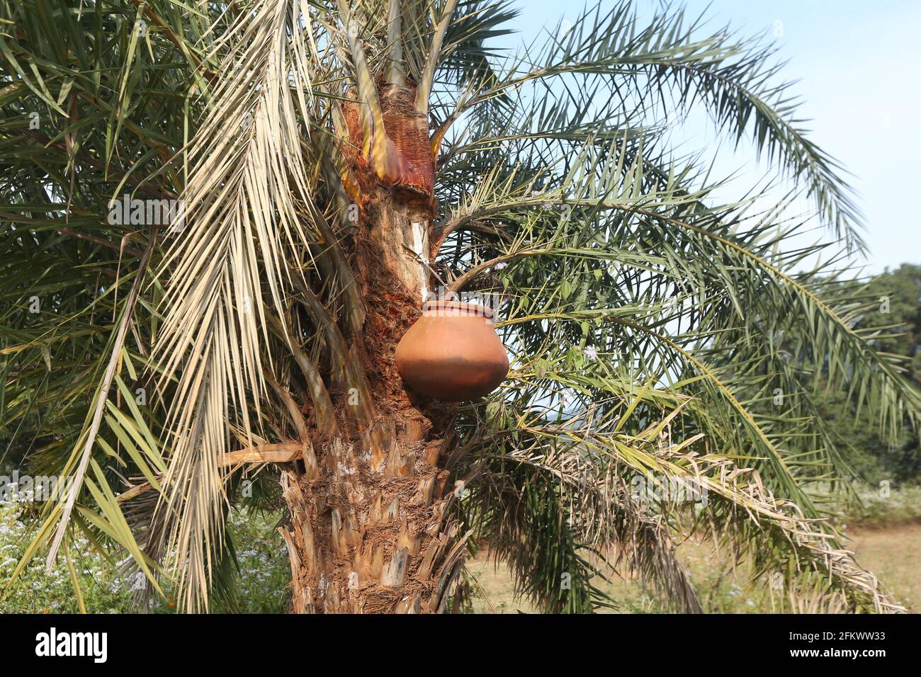 Traditionelle Art, Toddy-Desi-Likör oder Palmwein des DESIA KONDHA STAMMES des Dorfes Lanjigadh in Odisha, Indien, zu sammeln Stockfoto