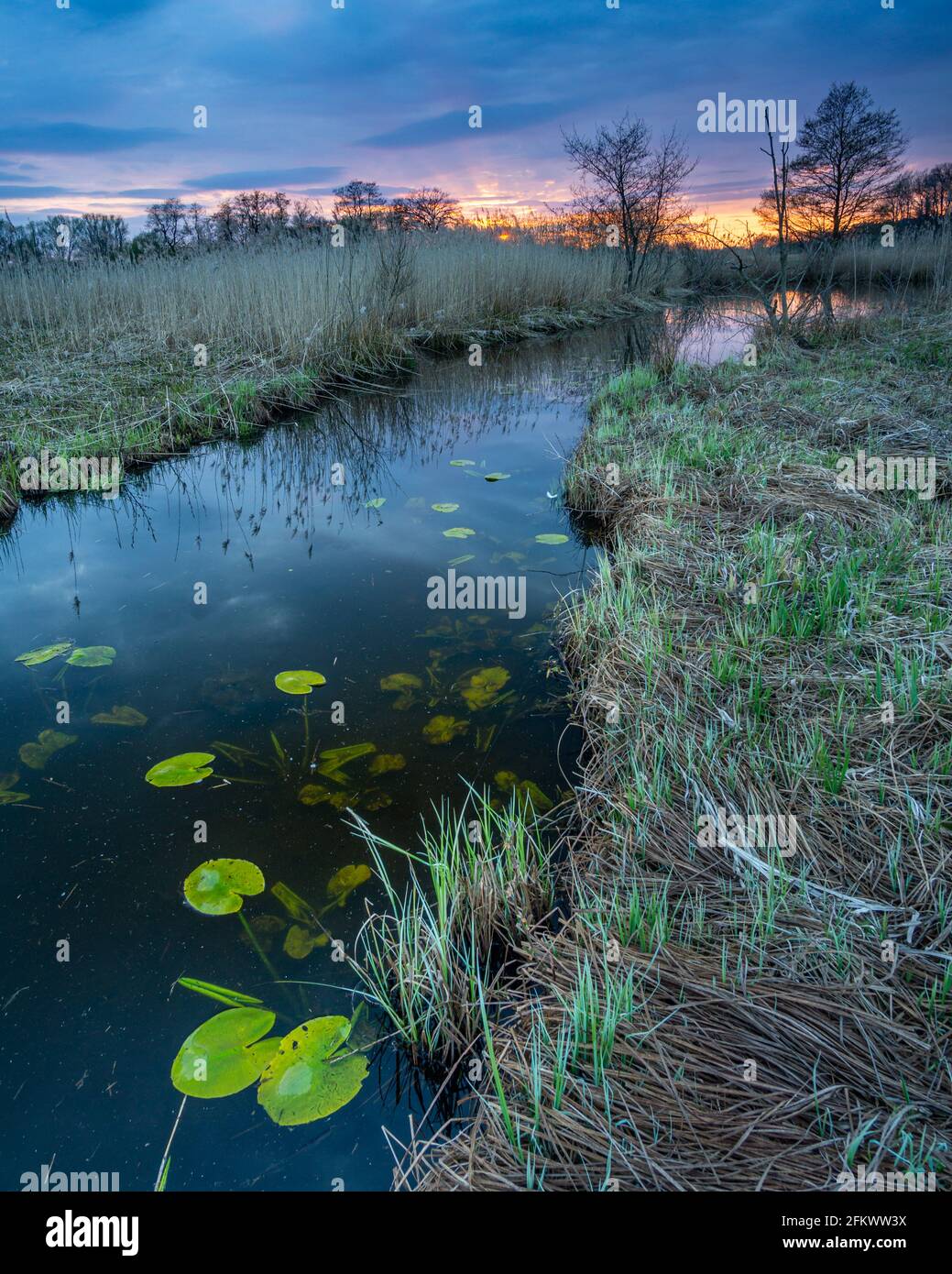 Wald celle Fotos und Bildmaterial in hoher Auflösung Alamy