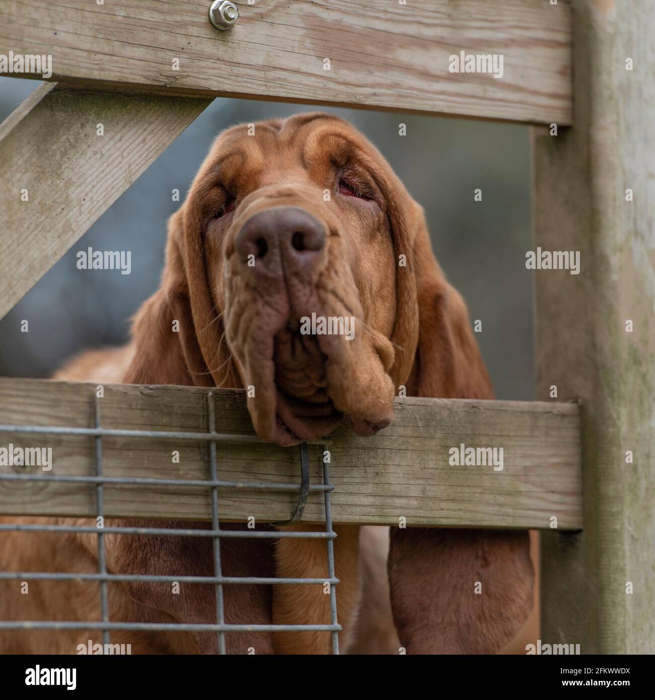 bloodhound Hund, der durch ein Tor schaut Stockfoto