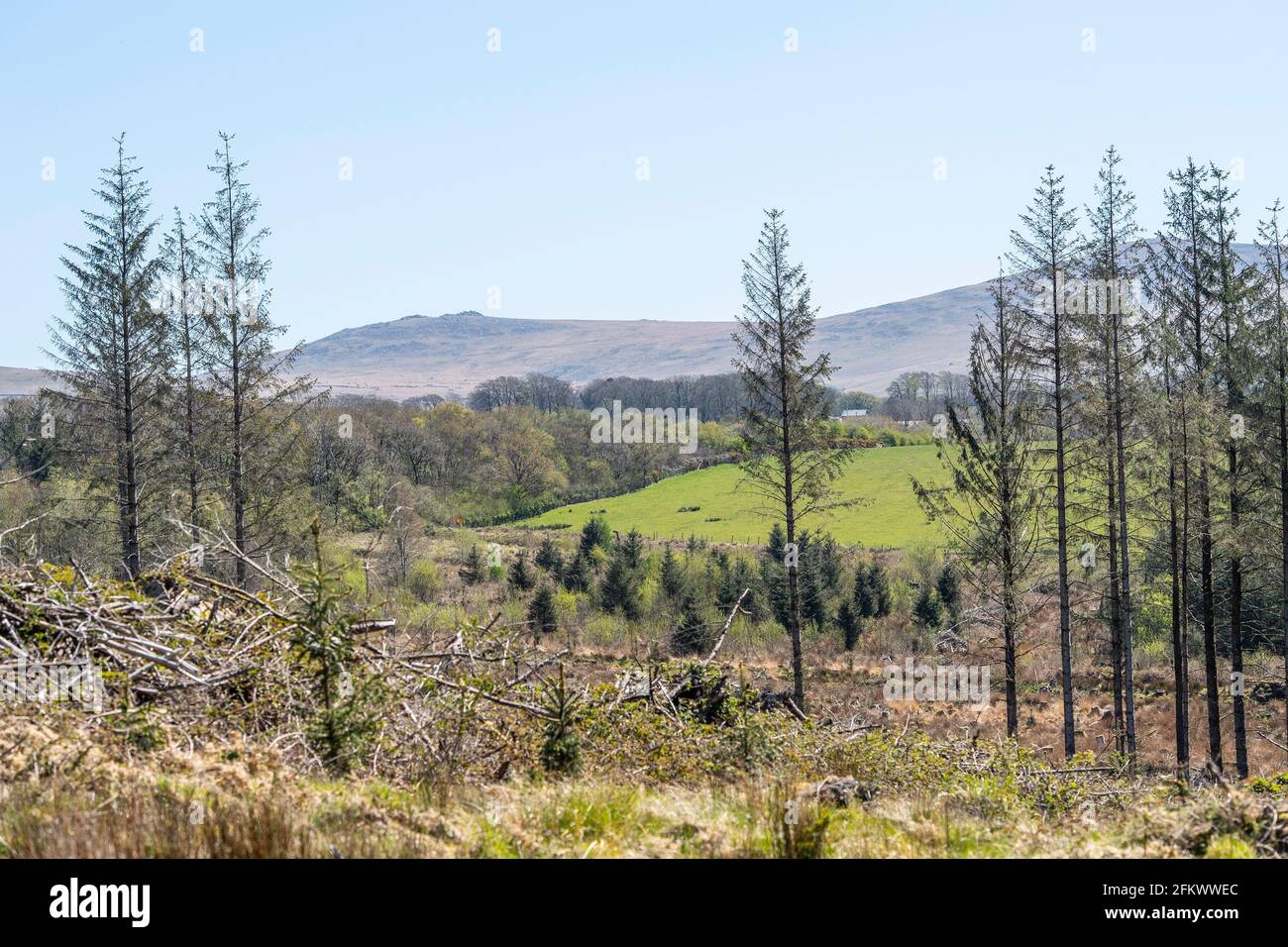 Blick auf Dartmoor und Wald Stockfoto