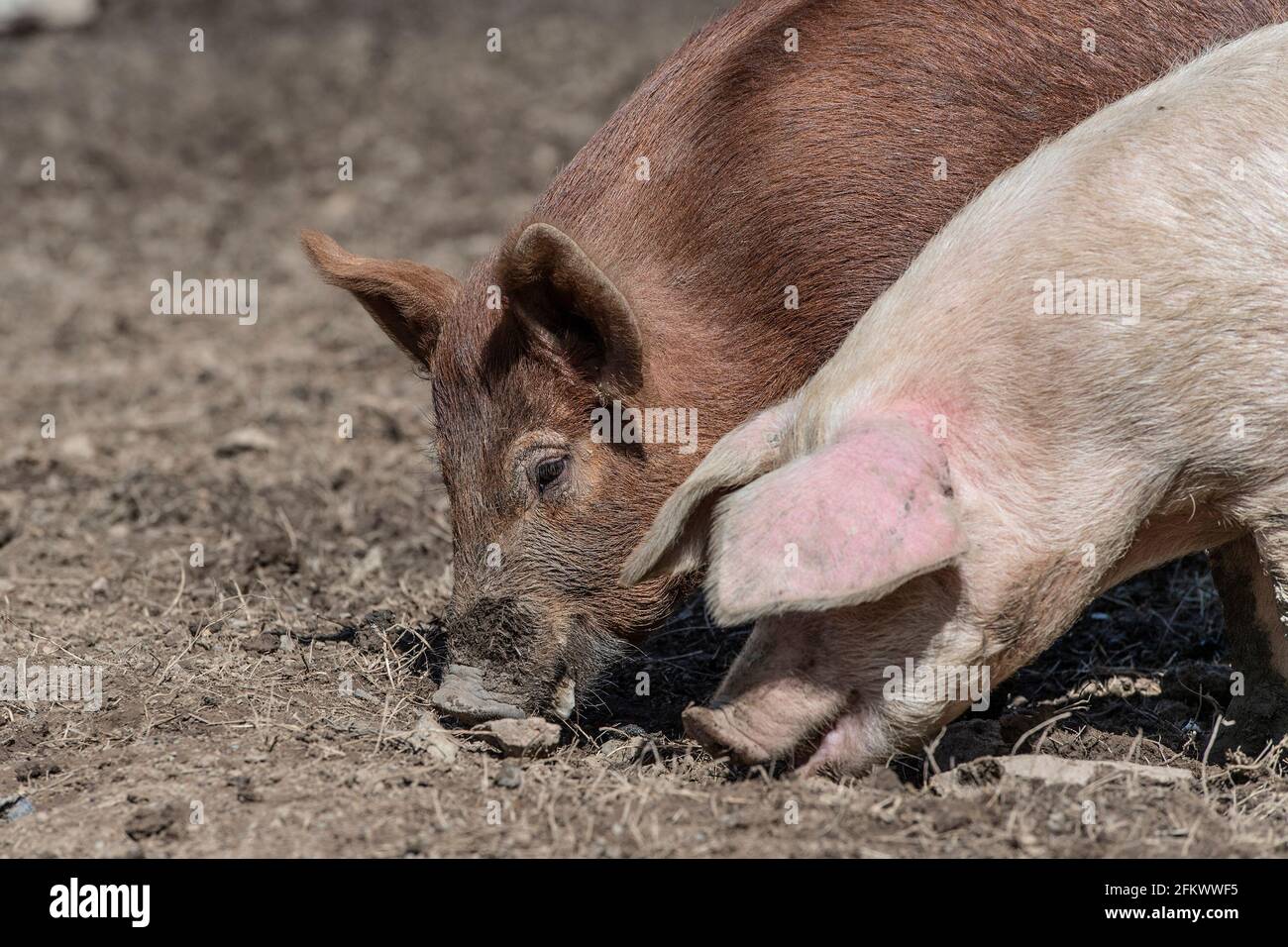 Freirange-Schweine Stockfoto