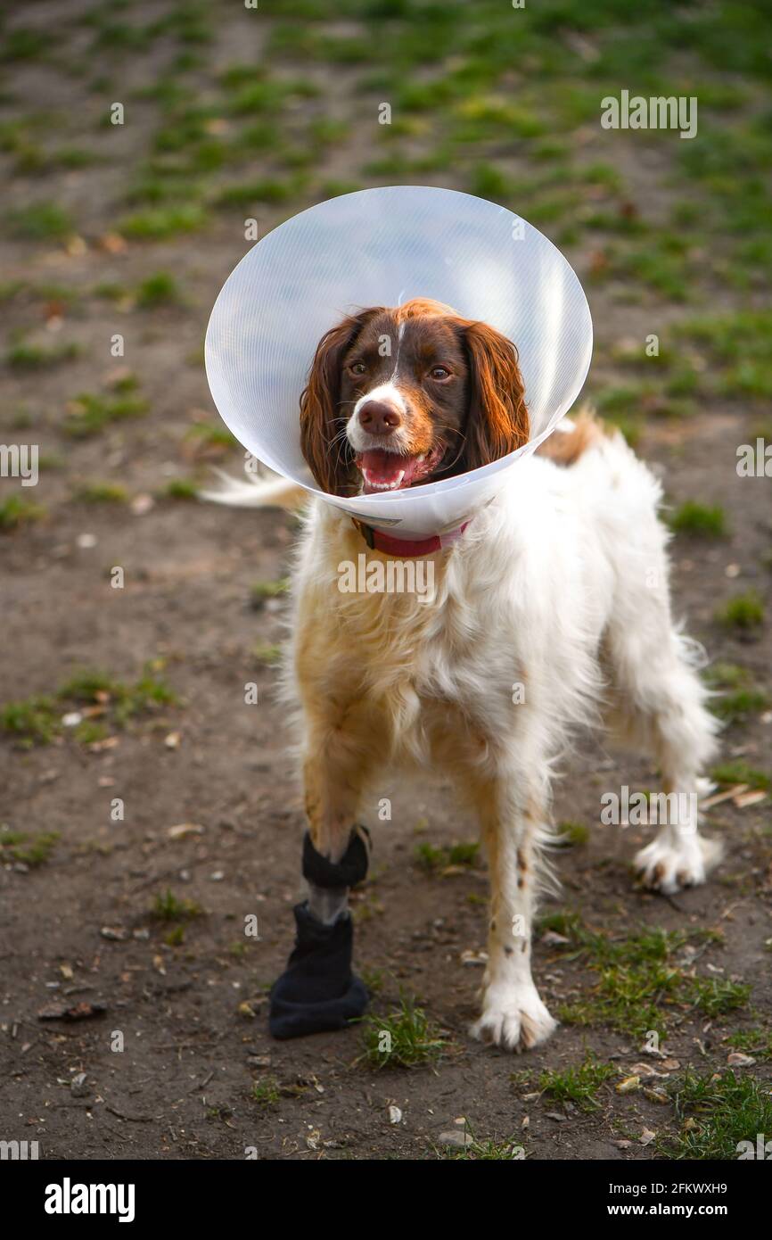 Englisch springer Spaniel Hund draußen mit Fußverletzung trägt den Kegel der Schande, um sie zu stoppen kauen die Pfote. Stockfoto