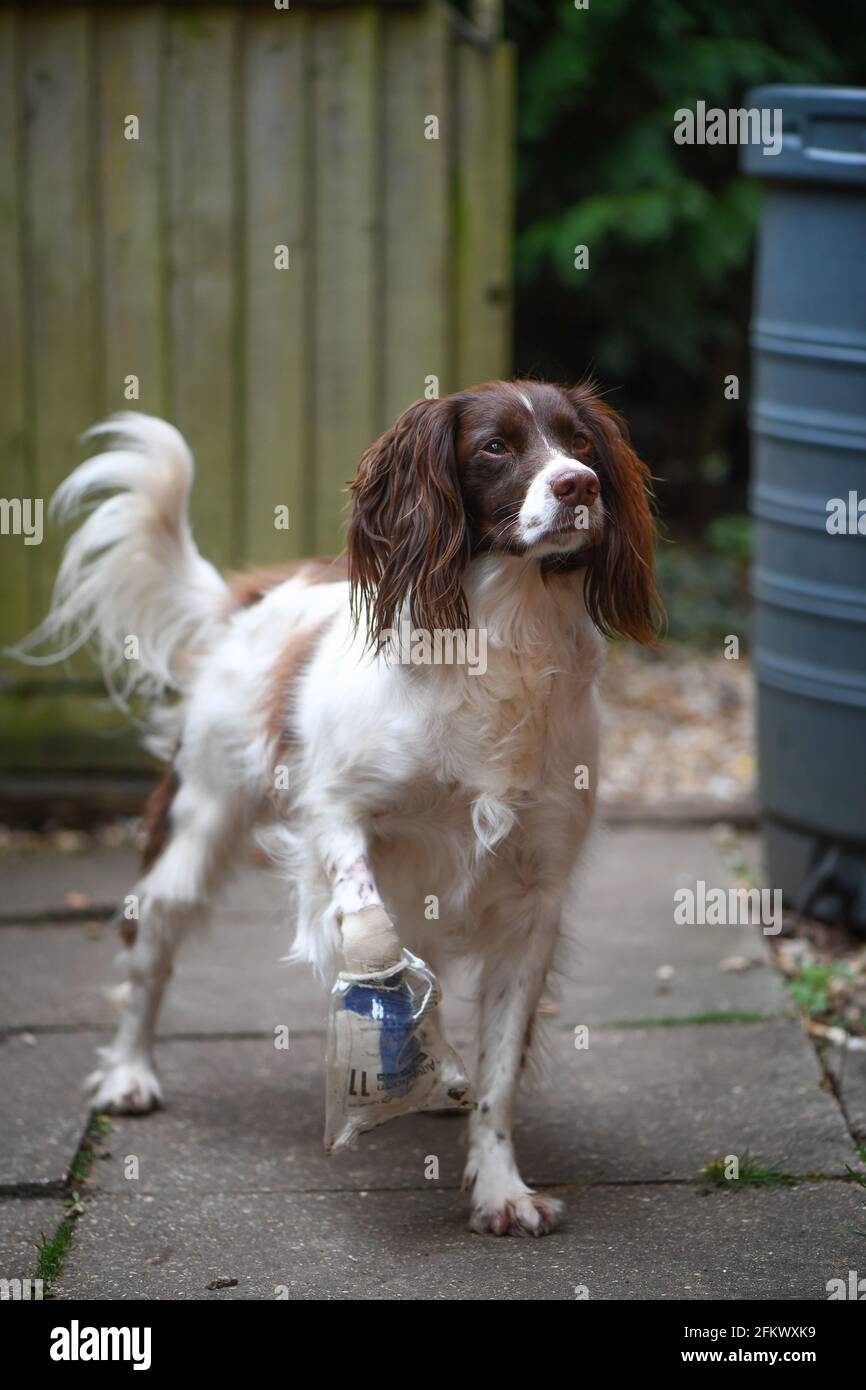 Englischer springer-Spaniel mit verletzten Pfoten, die eine Schutztasche tragen, um trocken zu bleiben, damit sie in den Garten gehen kann. Stockfoto