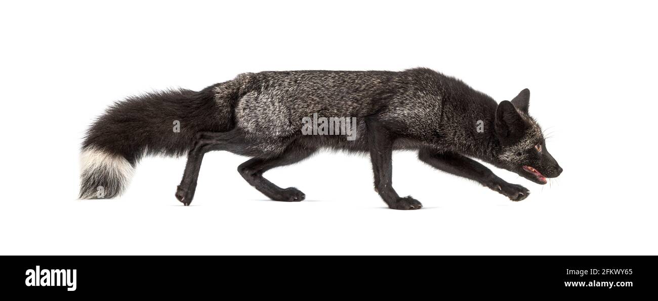 Seitenansicht eines Silvers Fox, der abgelegen davonläuft Stockfoto