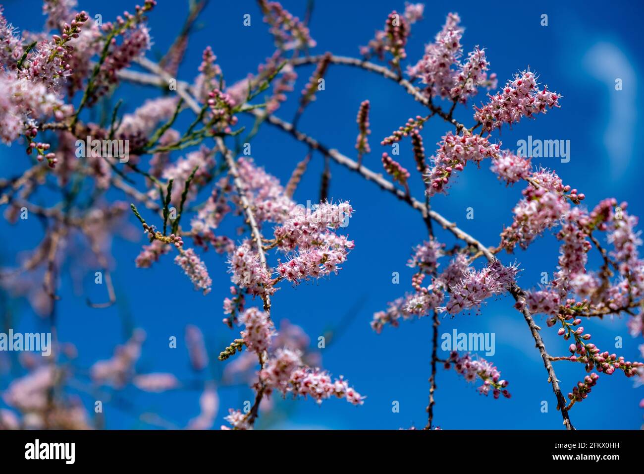 Tamarisk, immergrüne Laubpflanze, rosa Blüten, blühend, wachsen auf salzhaltigen Böden. Sonniger Tag, blauer Himmel im Hintergrund. Tamarix auch als Salz Zeder b bekannt Stockfoto