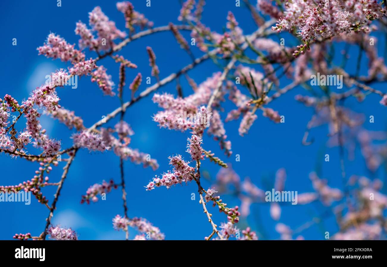 Tamarisken, rosa Blüten, blühend, wachsen auf salzhaltigen Böden. Sonniger Tag, blauer Himmel im Hintergrund. Tamarix auch bekannt als Salz Zeder blühenden Ästen Nahaufnahme Stockfoto