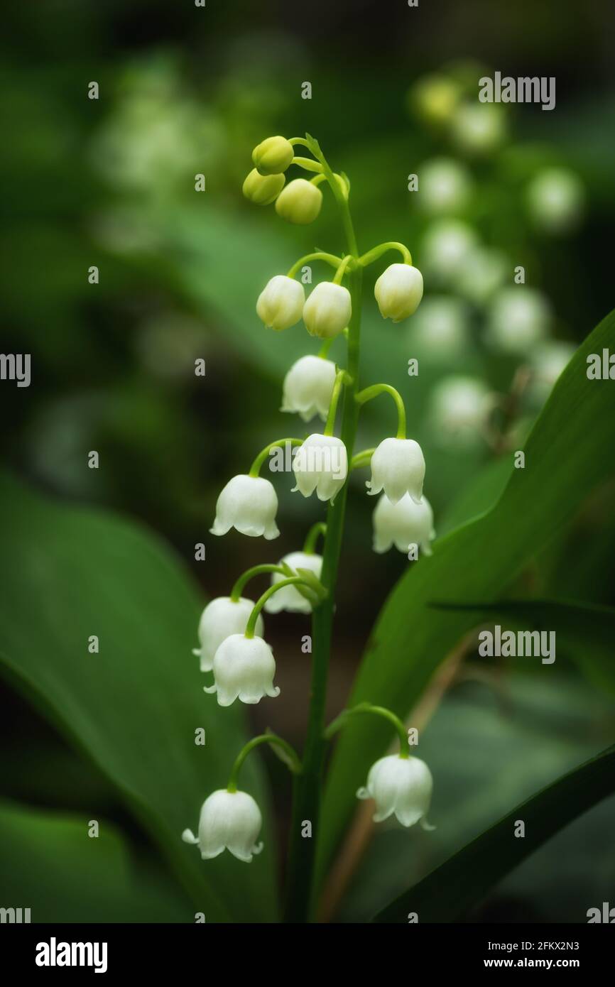 Frühlingsblume der Maiglöckchen, Convallaria majalis-Pflanzen mit weißen Blüten Stockfoto