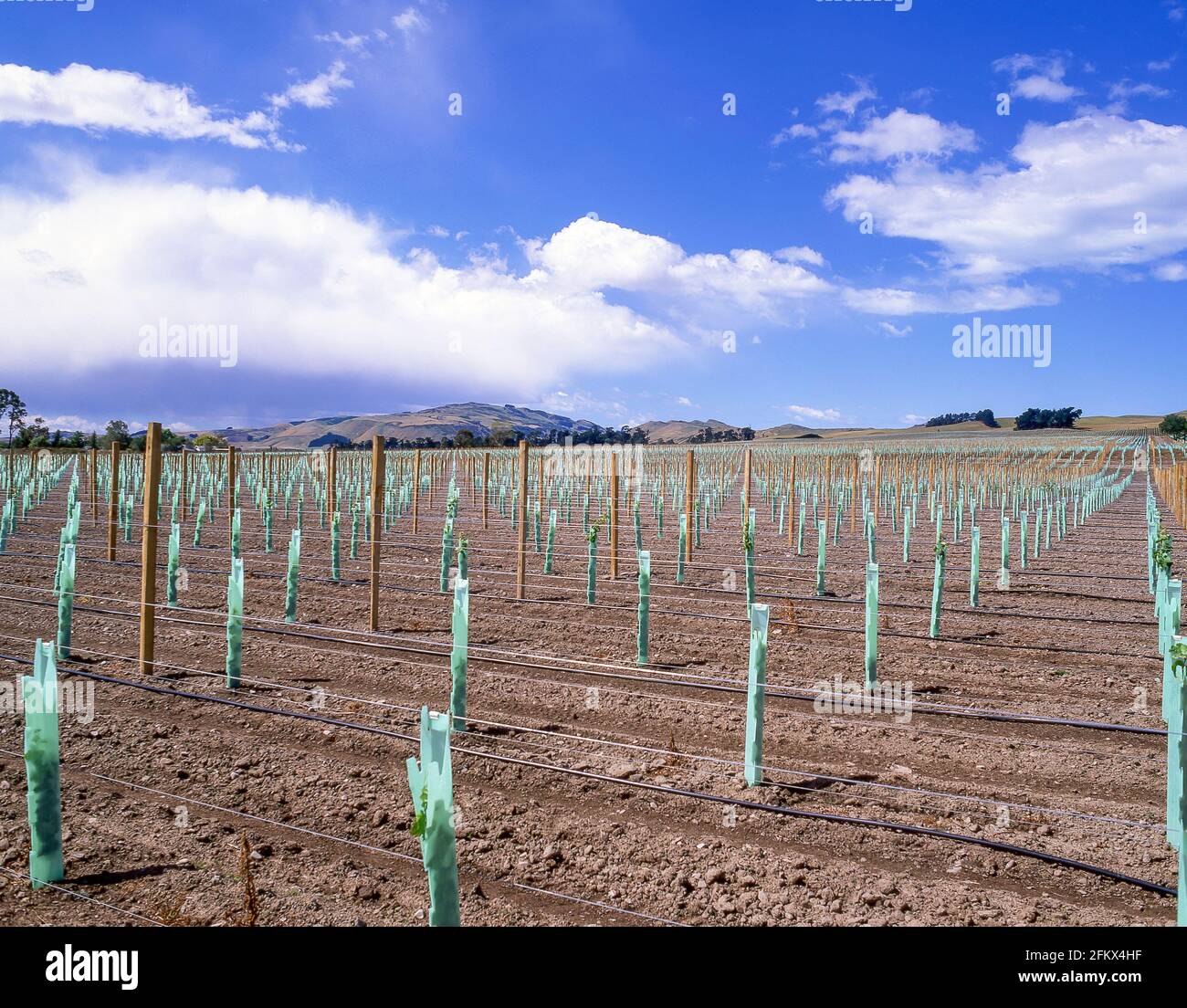 Neue Weinanpflanzungen im Weinberg, Waipara, North Canterbury, Canterbury Region, South Island, Neuseeland Stockfoto