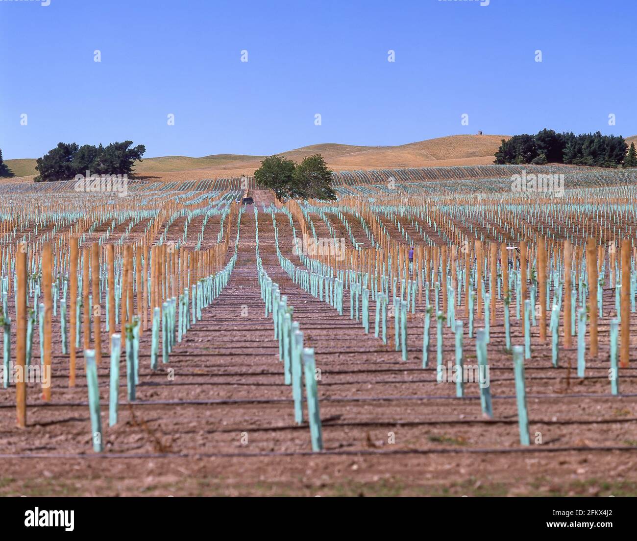 Neue Weinanpflanzungen in Weinbergen, Waipara, North Canterbury, Canterbury Region, South Island, Neuseeland Stockfoto
