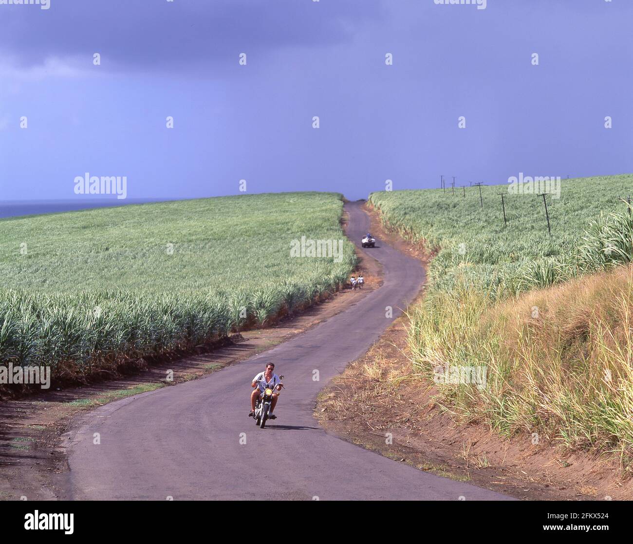 Straße durch Zuckerrohrfelder, St. Kitts, St. Kitts und Nevis, kleine Antillen, Karibik Stockfoto