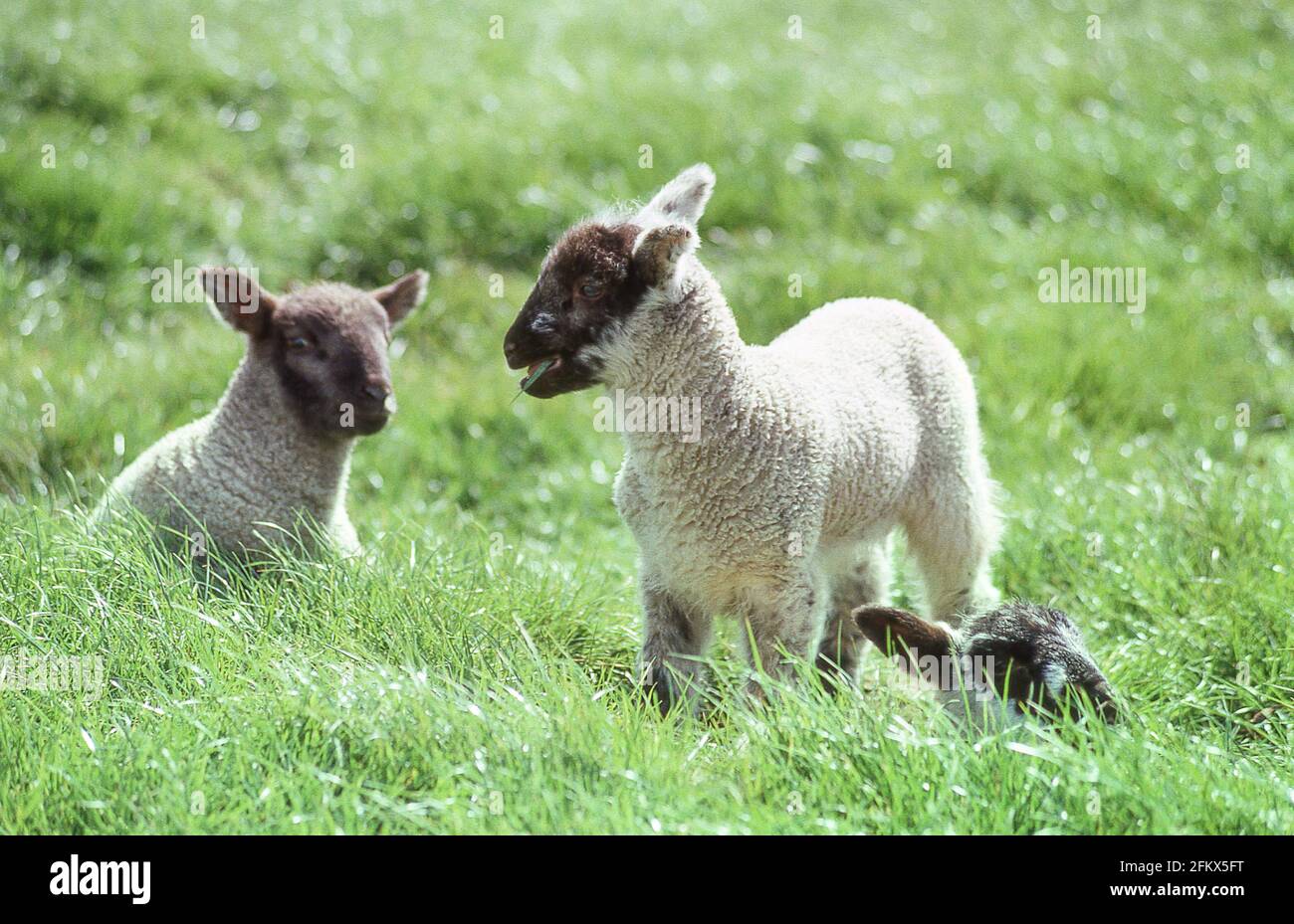 Suffolk Lämmer im Feld, Seaford, East Sussex, England, Vereinigtes Königreich Stockfoto